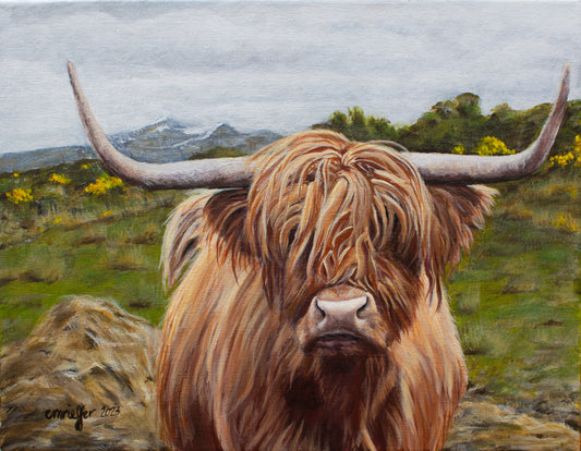 Scottish Hairy Coo #1